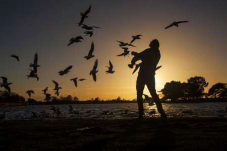 The New Forest is located in Hampshire in the south of England. In this photo a man feeds birds at a pond in the forest. Sunset, silhouette, bird, feeding, New Forest, Hampshire, UK
