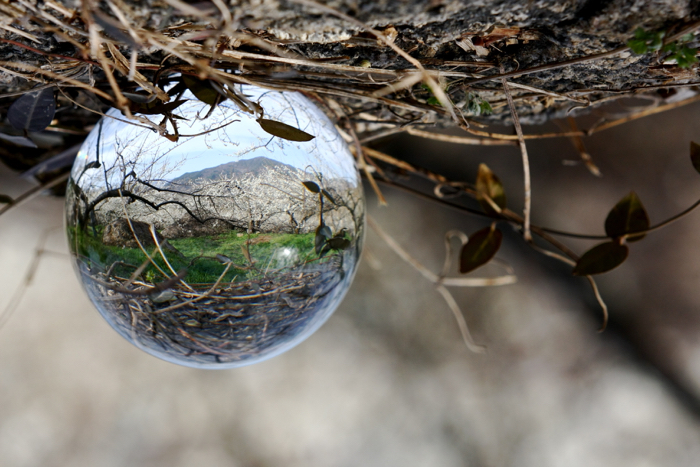 A Lensball photo taken at a field containing cherry blossom trees in South Korea.