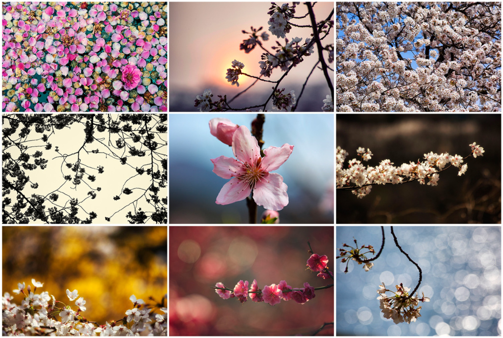 A selection of cherry blossom photos taken in South Korea.