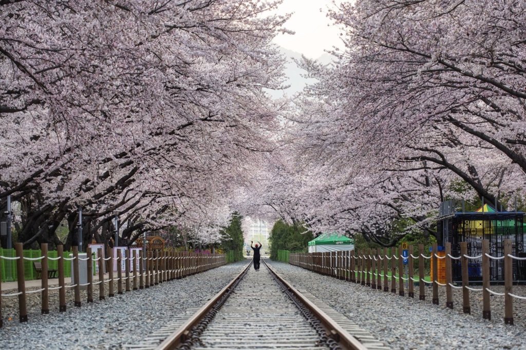 A photo of cherry blossoms at Jinhae in South Korea.
