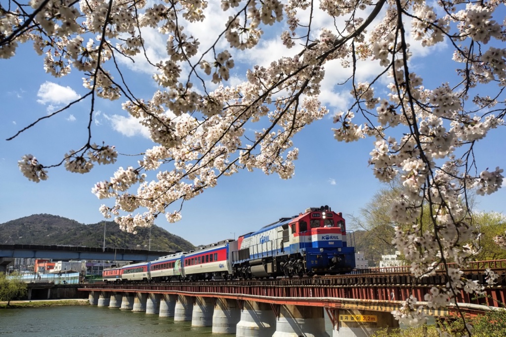 South Korea during Spring. A photo taken in Suncheon. A train passes cherry blossom trees.