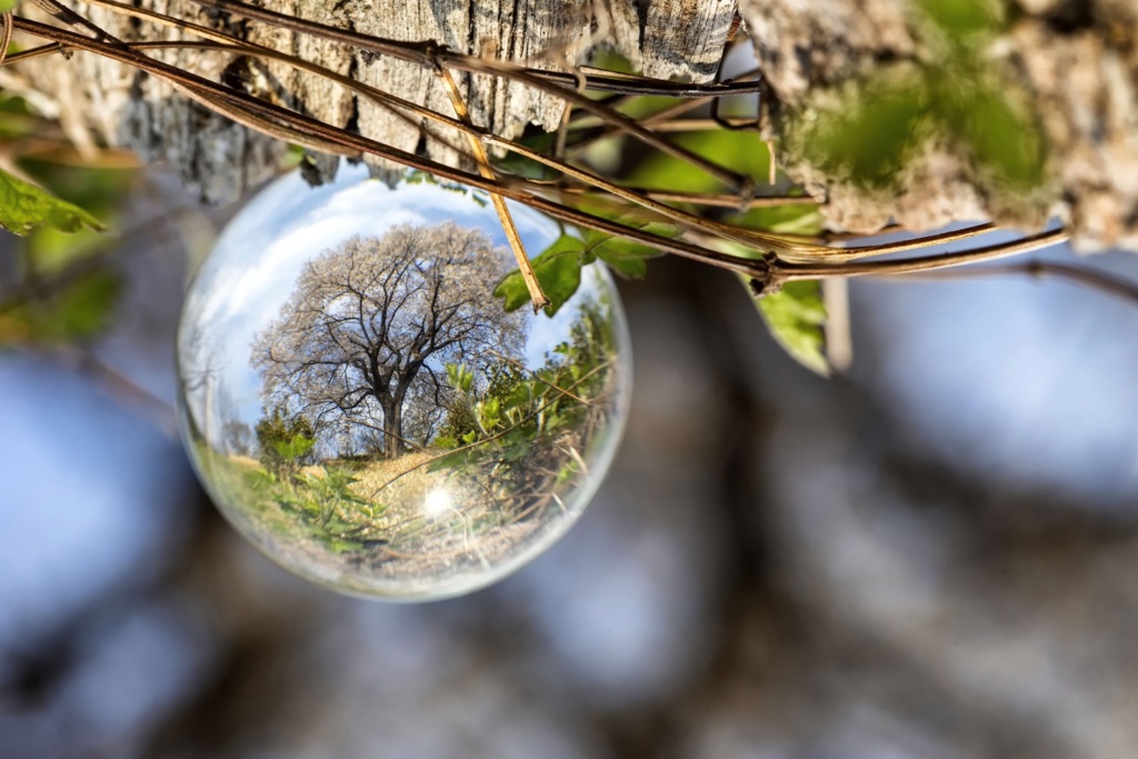 An image of a lensball used to take a photo of a cherry blossom tree during spring.